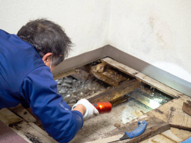 Best Attic Mold Removal  in , WY