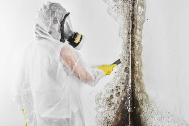 Best Professional Mold Removal  in , WY