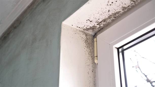 Best Toxic Mold Removal  in , WY