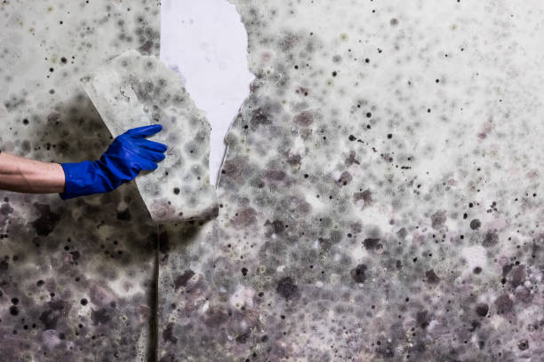 Best Mold Cleaning Services  in , WY