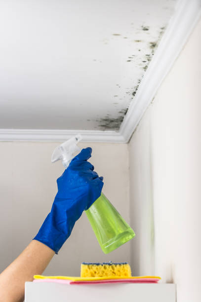 Best Local Mold Removal Service  in , WY